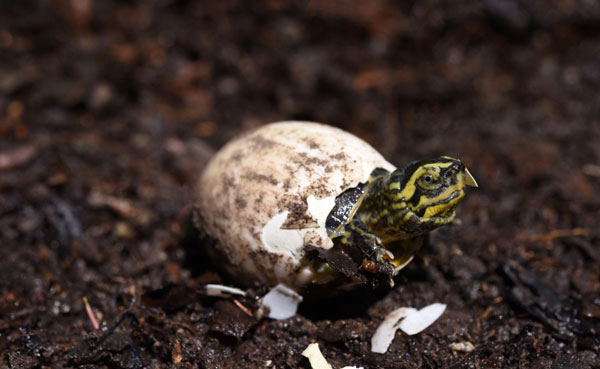 turtle egg hatch