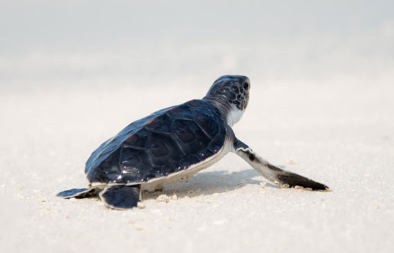 where do turtle go in winter