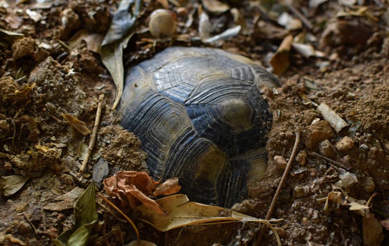 turtle bury in soil