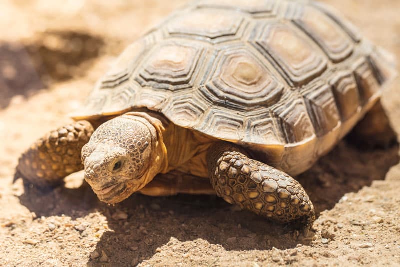 tortoises