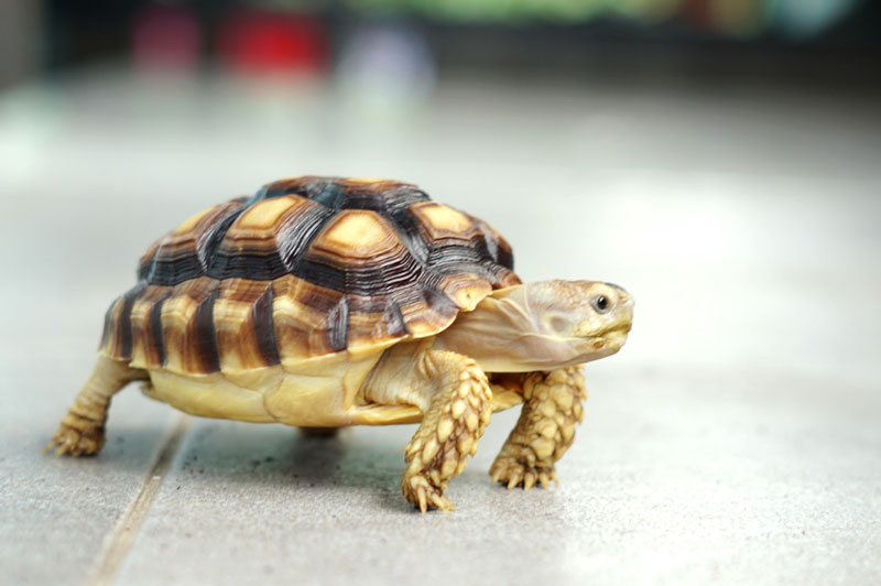how to take care of a pet turtle