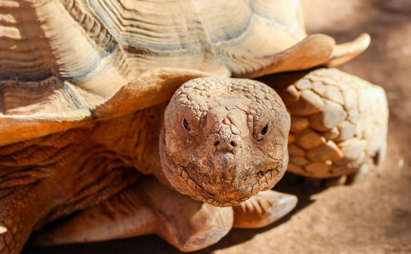 old turtle