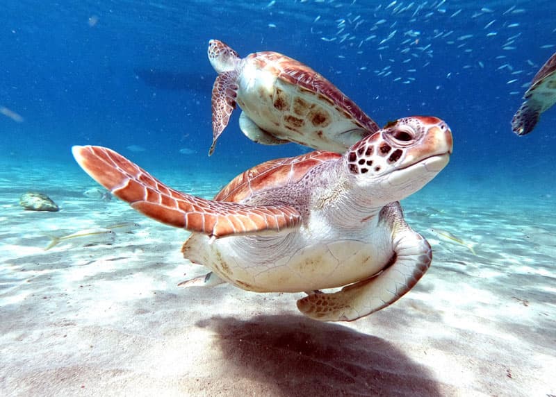 turtle hear underwater
