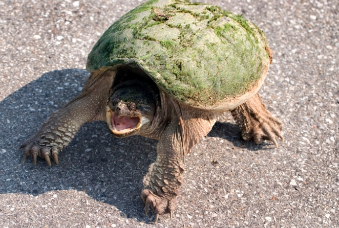 how to tell snapping turtle