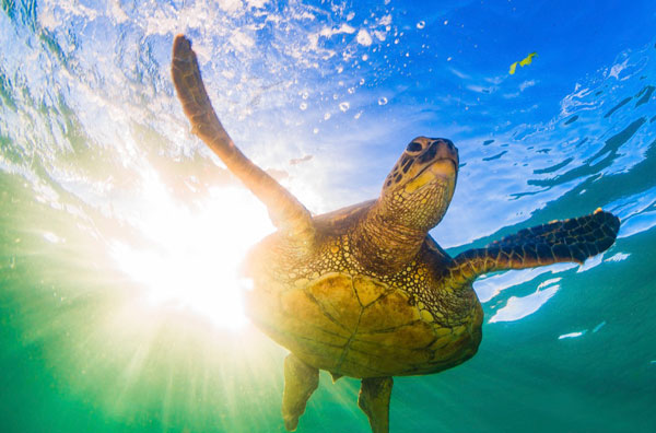 what does a turtle symbolize