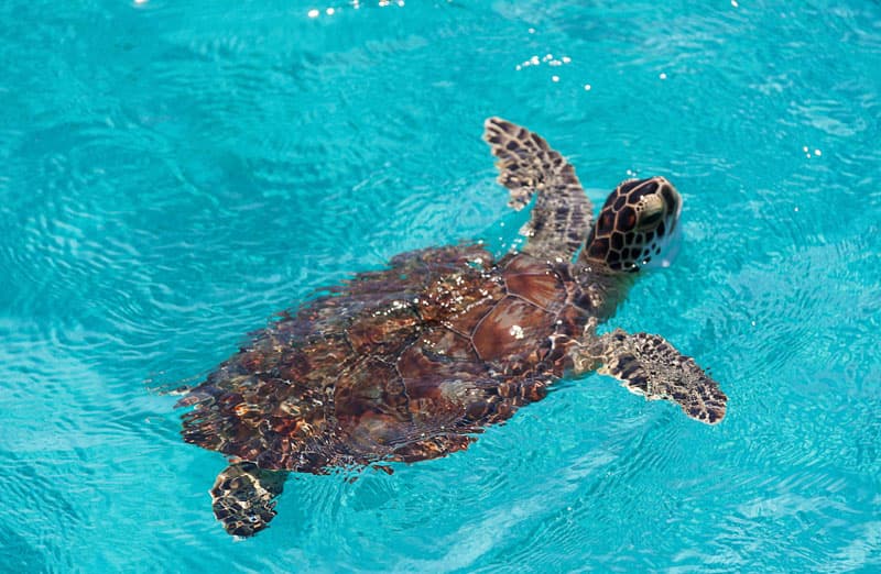 can turtles breathe underwater