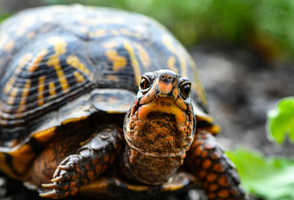what do turtles eat