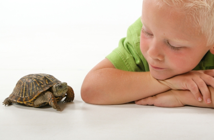 are turtles good pets