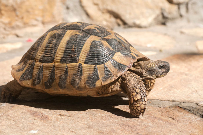 tortoise
