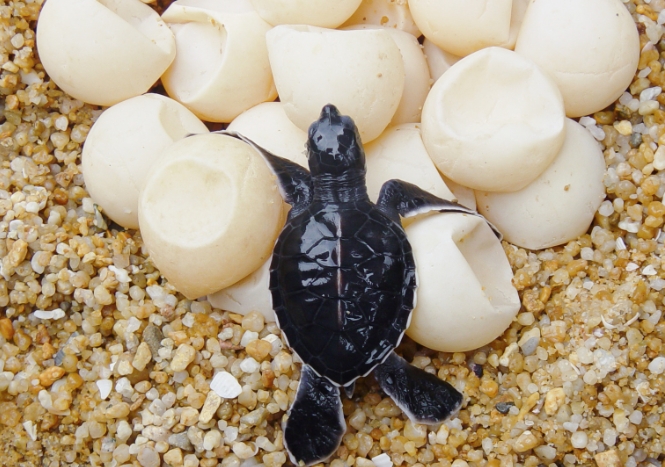 how to breed turtles