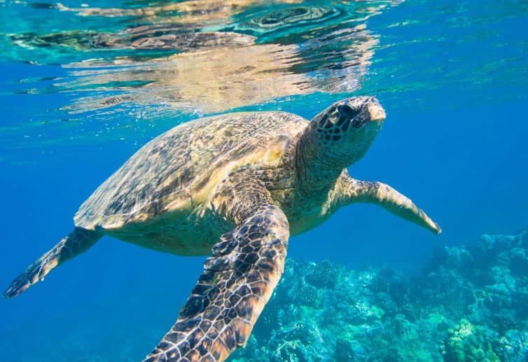 turtle breathe for air