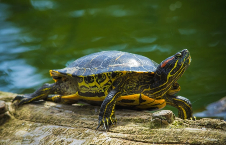 a red eared slider turtle