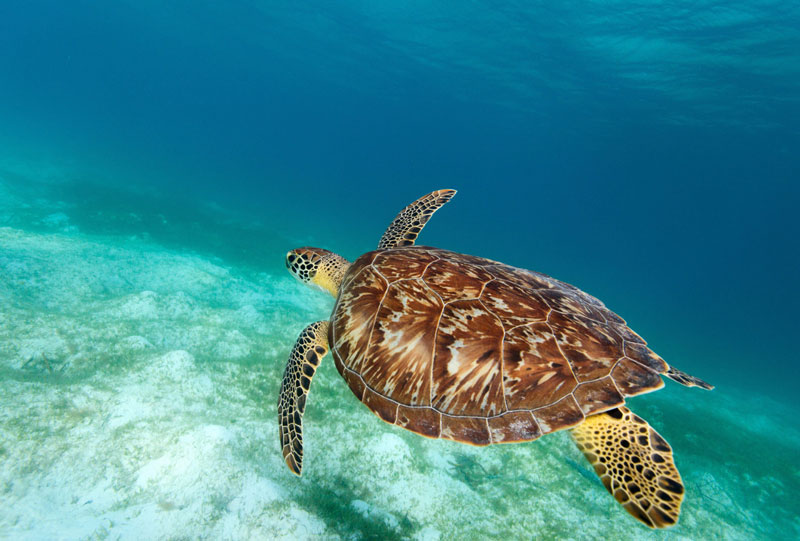 sea turtle lifespan