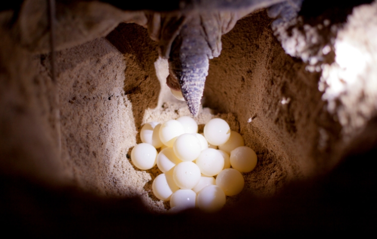 when do turtles lay eggs