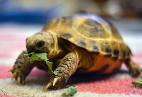 tortoise eat vegetable