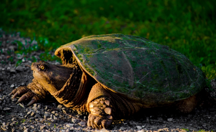 a snapping turtle