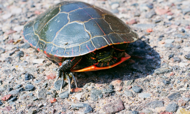 how to tell the age of turtles