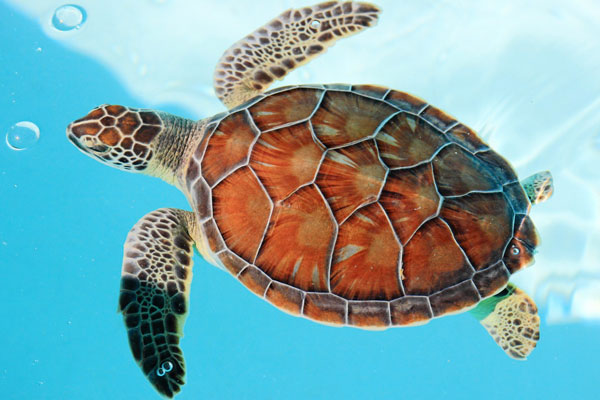 are sea turtles endangered