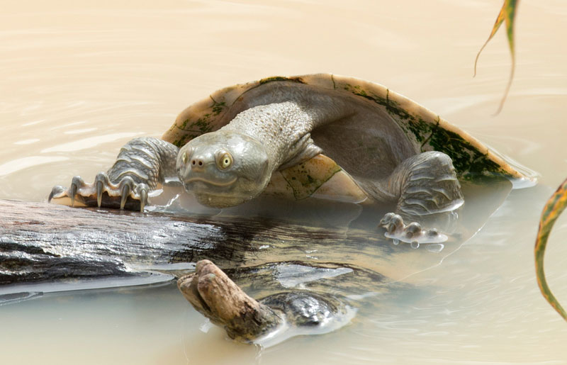 tortoises fall into water