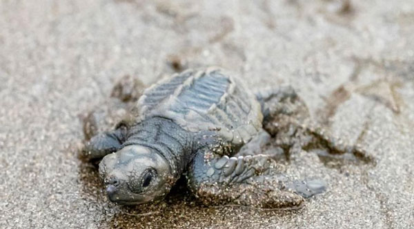 baby turtle
