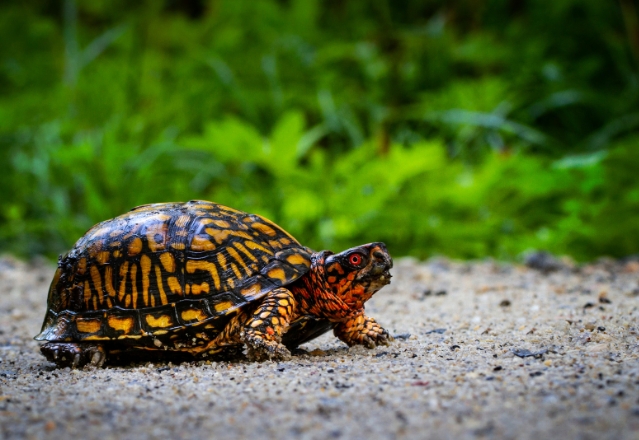 how to take care of a box turtle