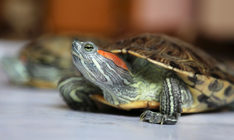 turtle carry salmonella