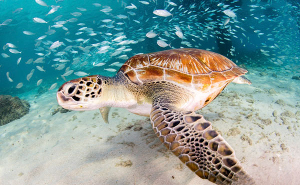 modern sea turtle