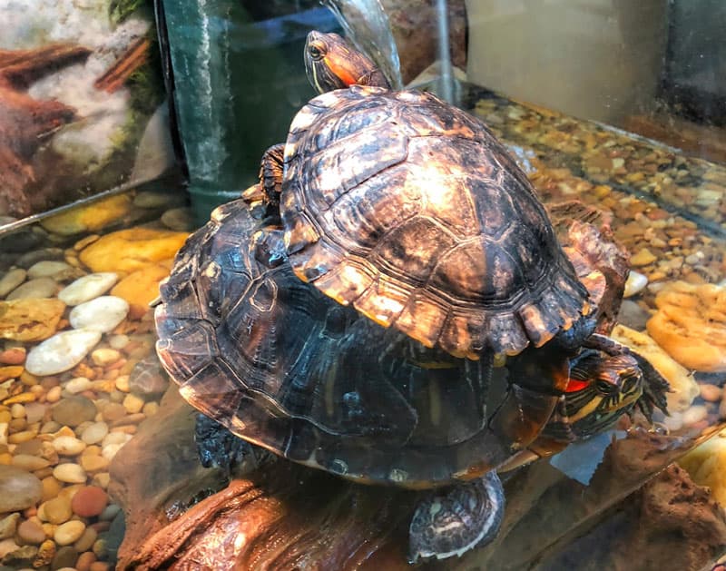 turtles in the tank
