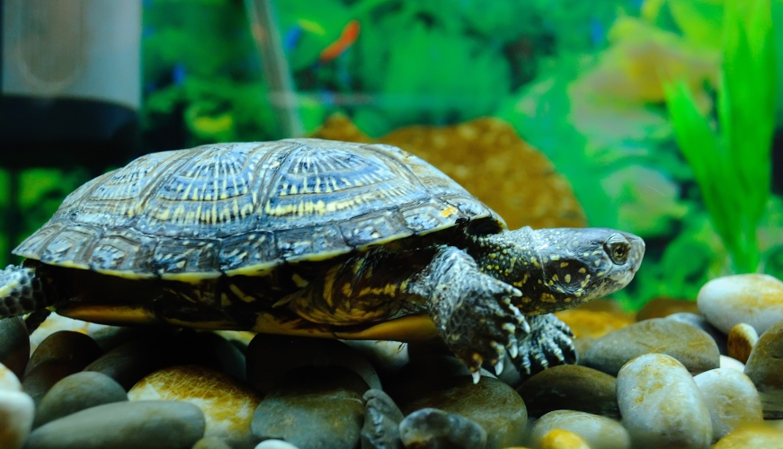 will pet turtles survive in the wild