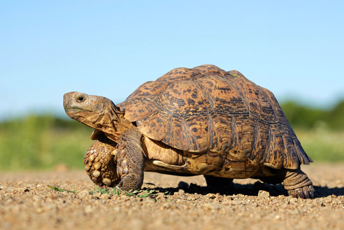 is tortoise turtle