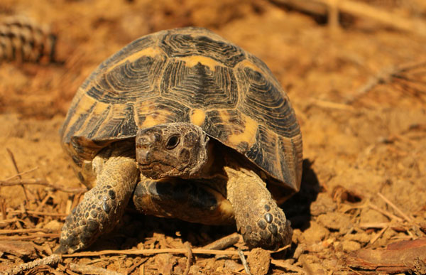 turtle crawling