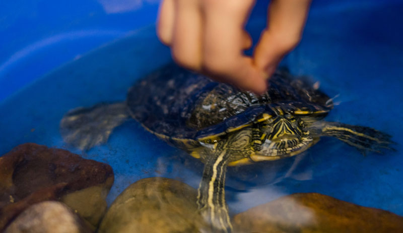 people touch turtle