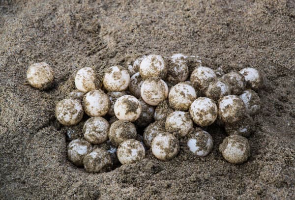sea turtle eggs