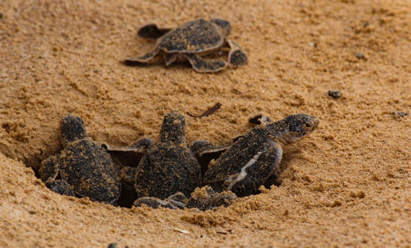 newborn turtle hatching