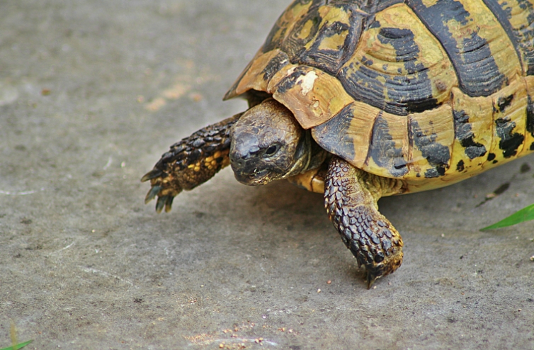 how fast can a turtle run