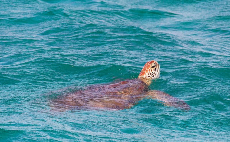 turtle breath for air