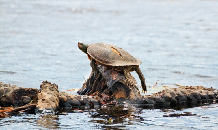 can a turtle survive a cracked shell