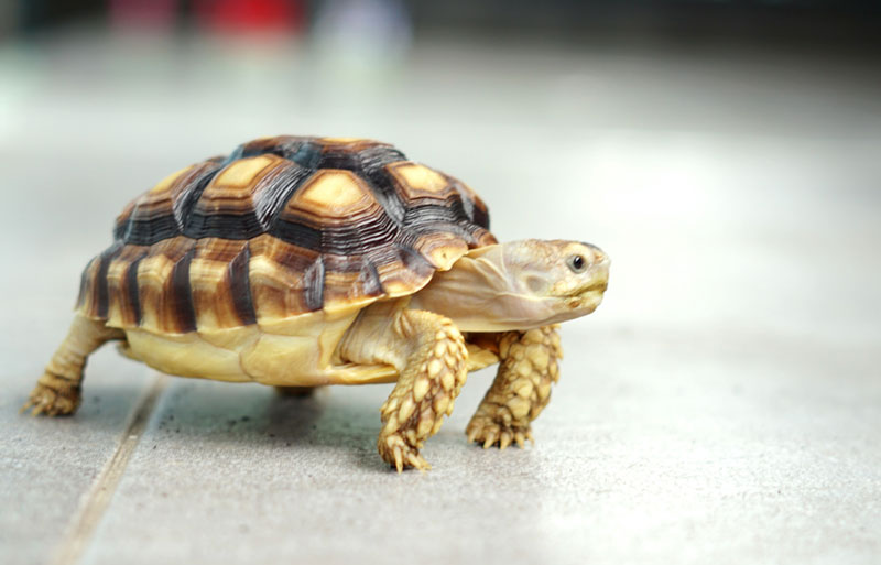 how much do turtles cost