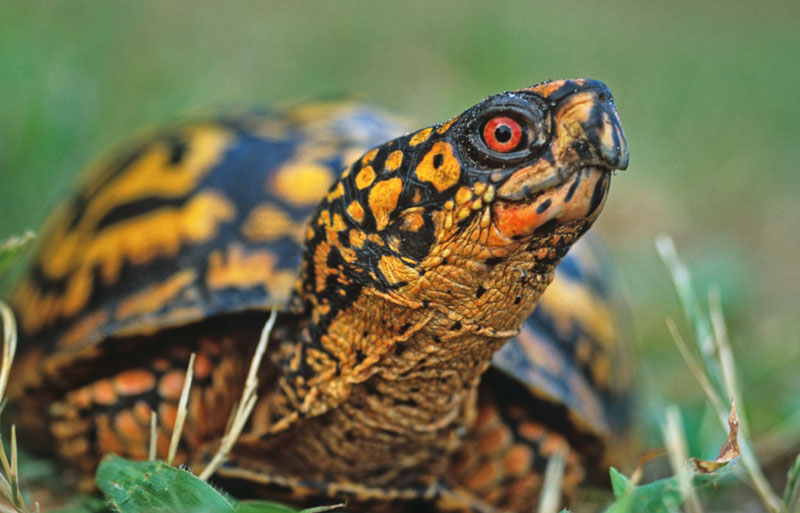 box turtles