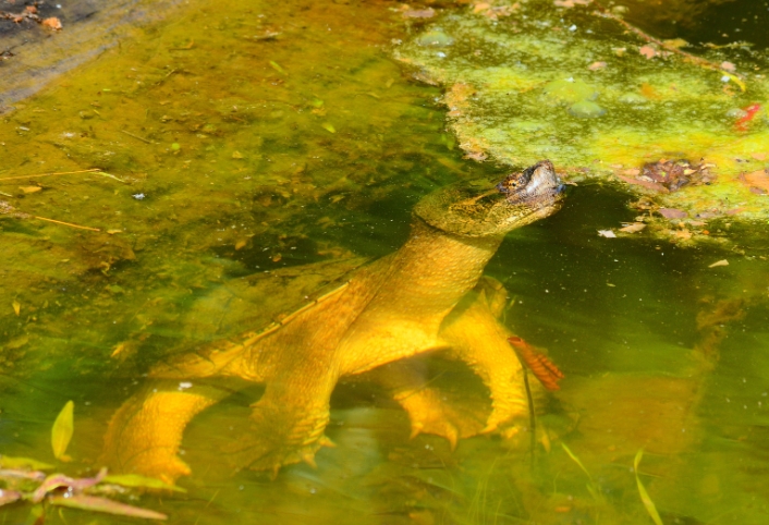how to keep snapping turtles out of pond