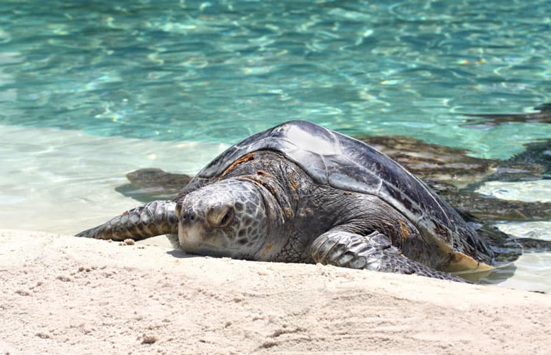 sea turtle on beach