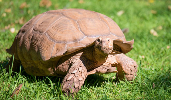 what do tortoises eat