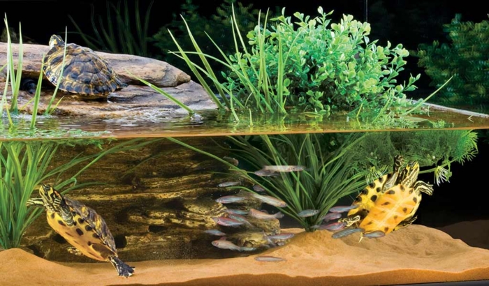 how to clean a turtle tank