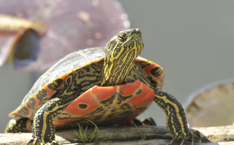 painted turtles