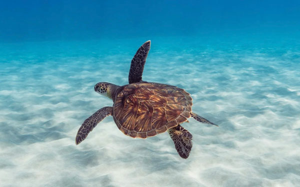 turtles go without eating