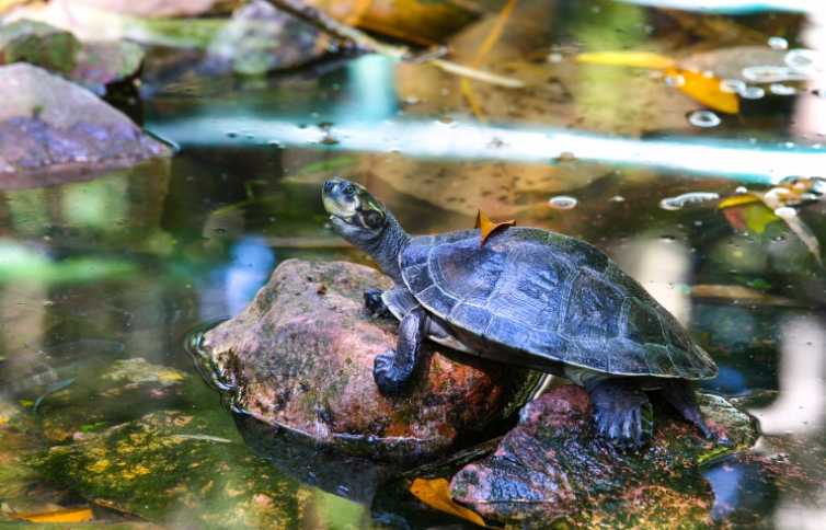 how to build a turtle pond