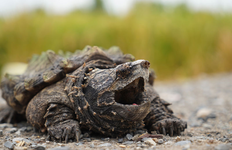 snapping turtles