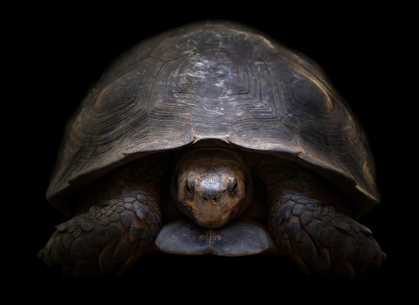 turtle in dark