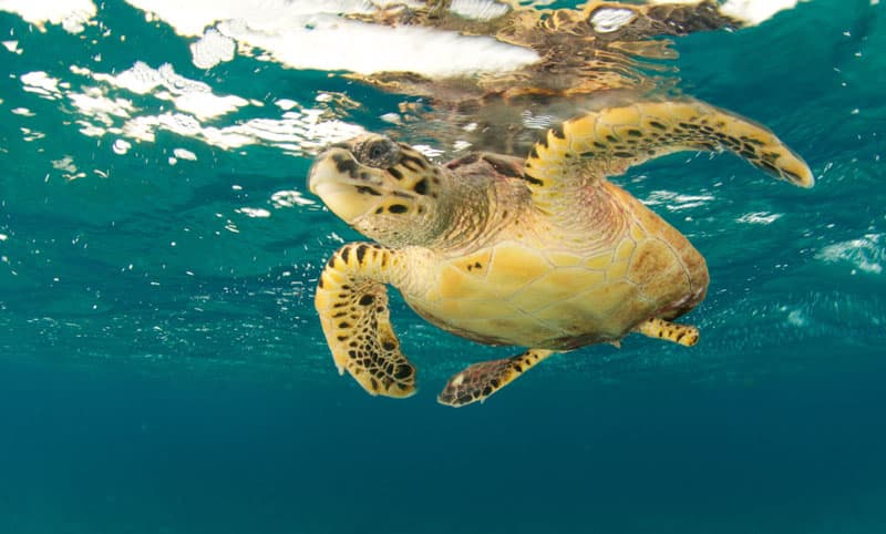 turtle hold breath