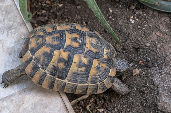 what do box turtles eat